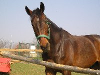 Gert
