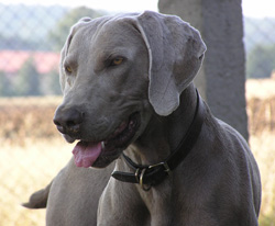 Dag