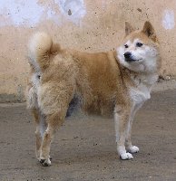 Šibina